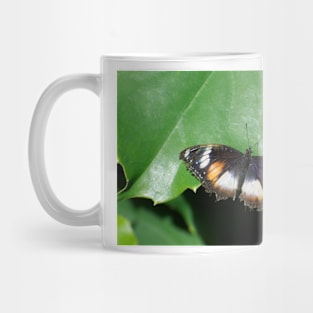 Common Egg Fly Butterfly Mug